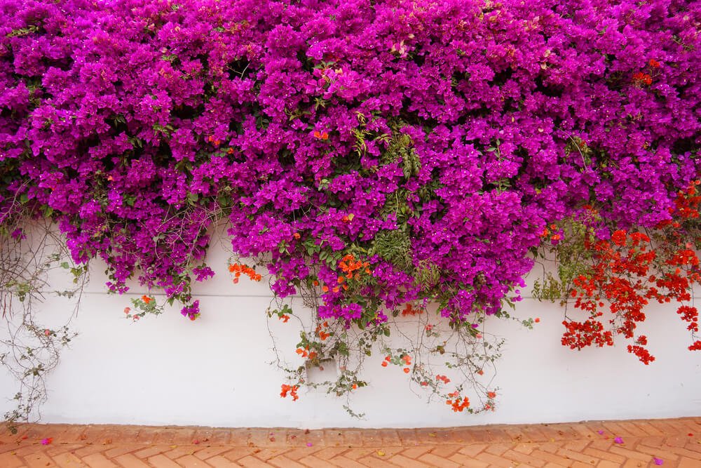 La flor de bugambilia es reconocida no solo por sus propiedades curativas, sino también por sus colores decorativos.